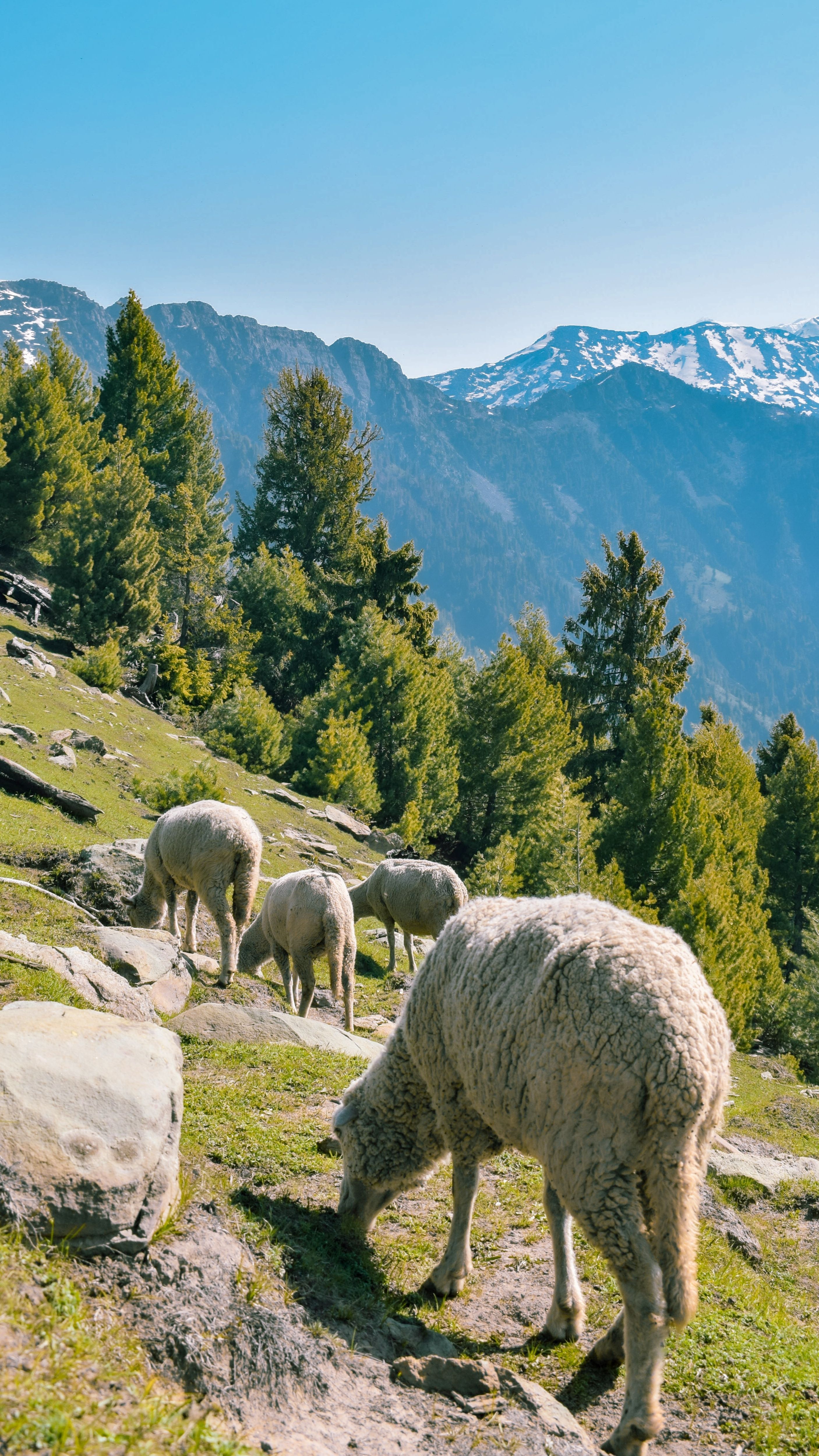 Shogran